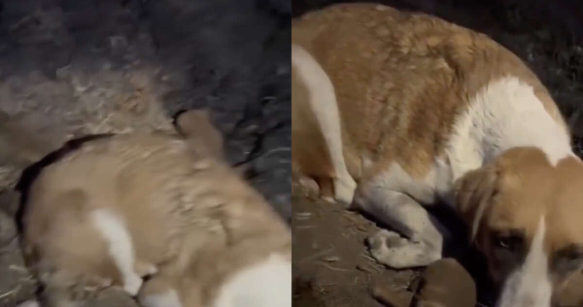 VIDEO FUERTE ¬ Cachorros de “Chichi” son calcinados en Cholula; se niega a dejarlos