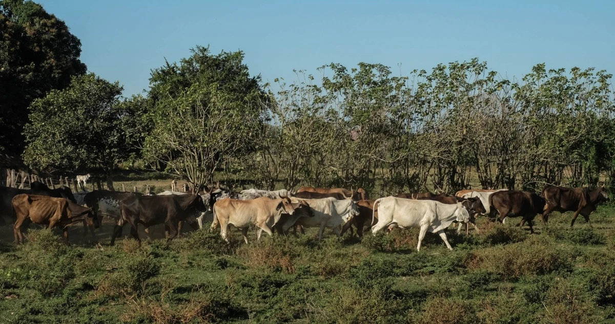 Agricultura de EU anuncia apertura gradual de la frontera sur para el ganado mexicano