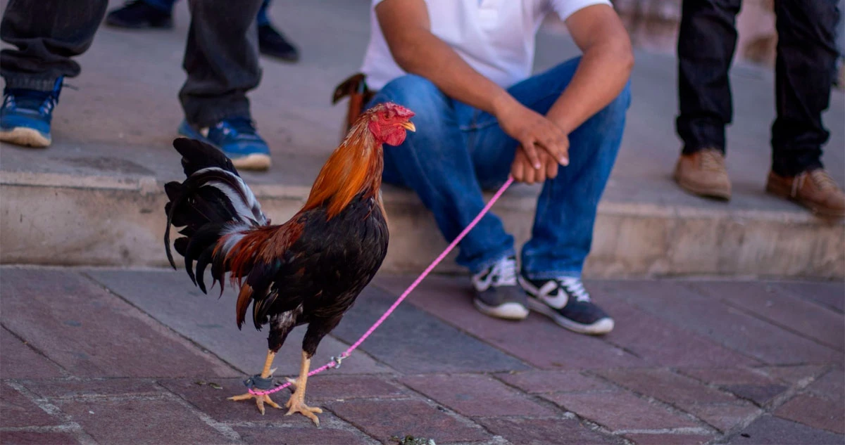 VIDEO ¬ Realizan pelea de gallos en una escuela de Hidalgo; asociación condena acto