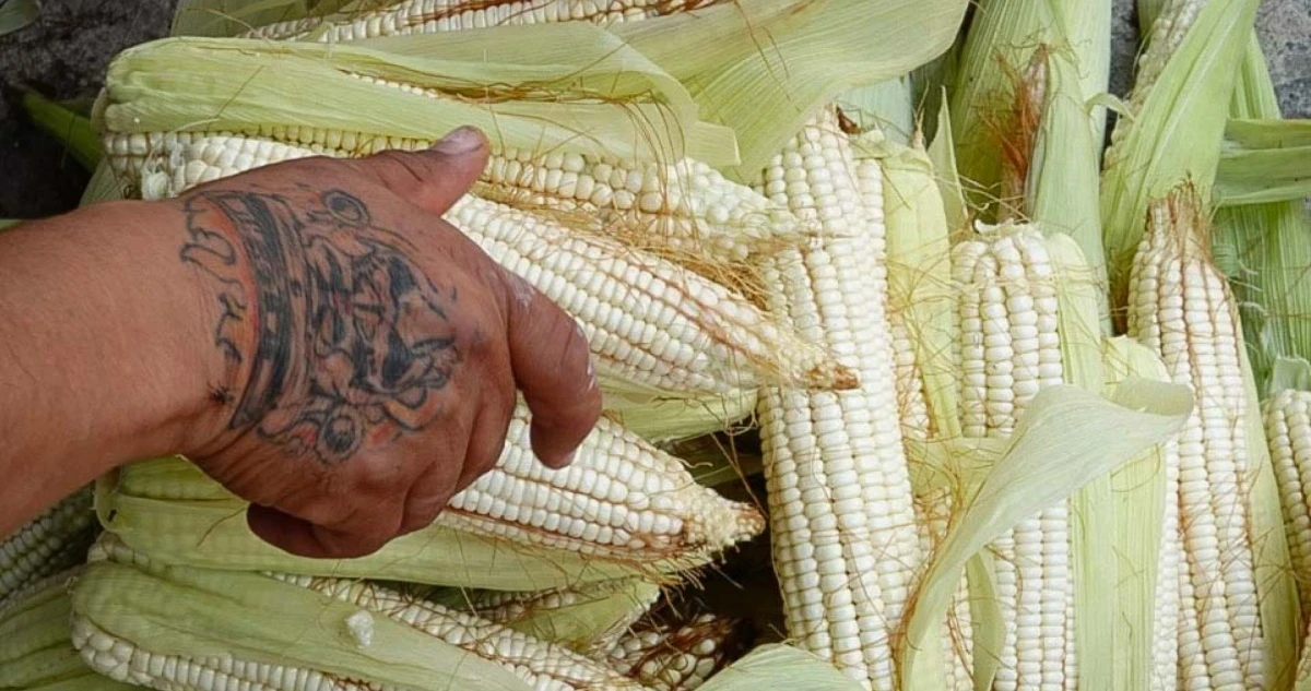 Científica de la UNAM crea tortilla de trigo para combatir la desnutrición infantil