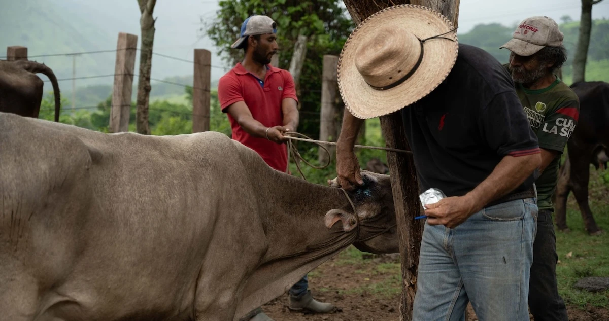 México y EU firman acuerdo para controlar la plaga de gusano barrenador en el ganado