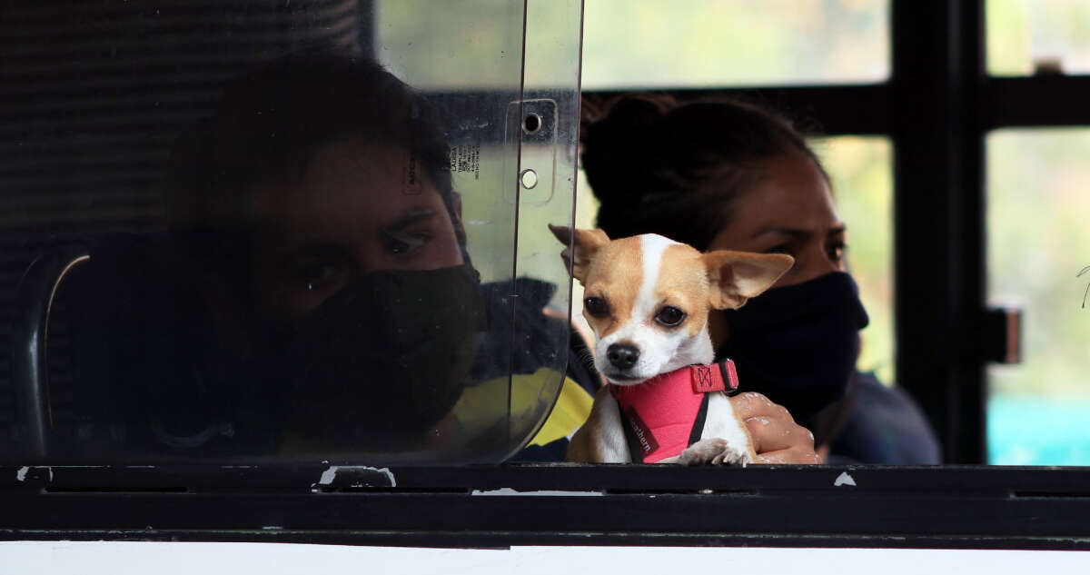 VIDEO FUERTE ¬ Una pareja atropella a perrita en el Edomex; denuncian caso ante FGJEM