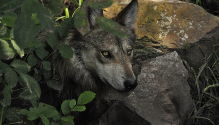 VIDEO ¬ Primer lobo mexicano nacido en libertad en décadas es grabado en Chihuahua