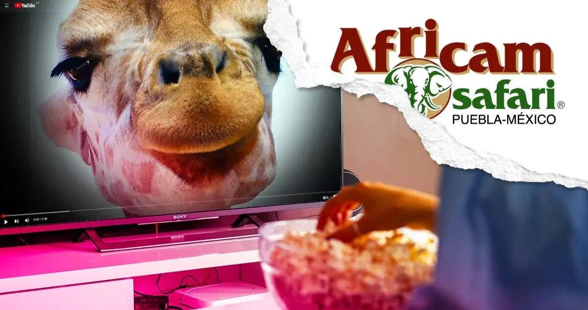 El parque Africam Safari anuncia un documental sobre el rescate de la jirafa Benito