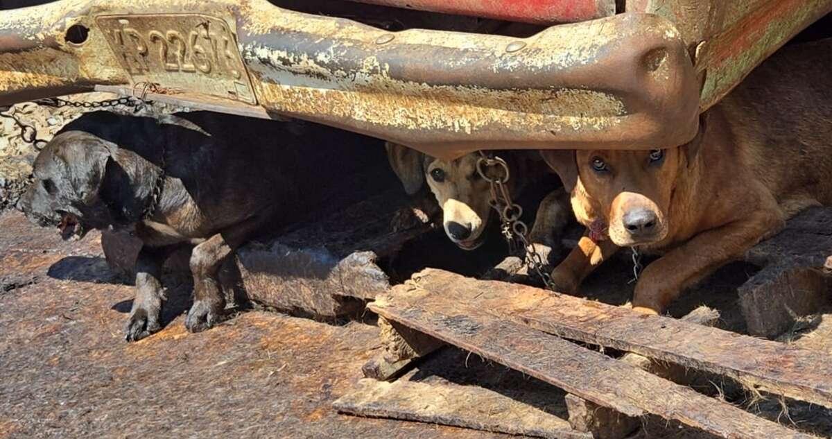 Un hombre es detenido en Mexicaltzingo por venta de carne canina y maltrato animal