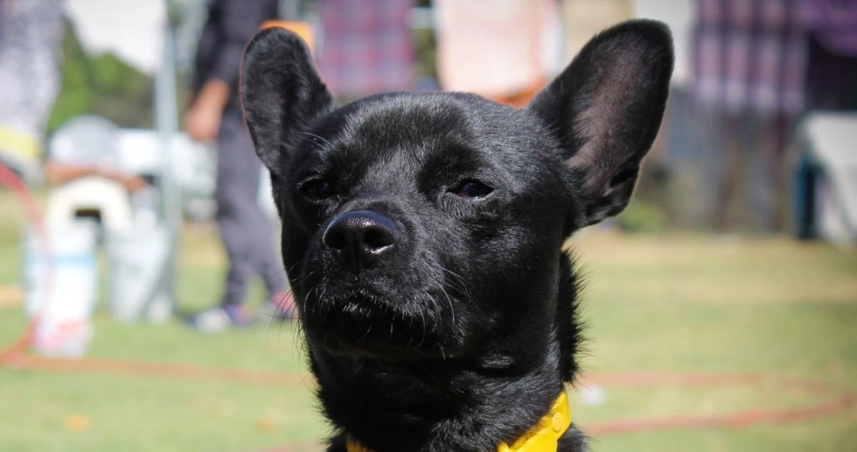 Gusano barrenador es hallado en un perro en Yucatán; suman cinco casos en el estado