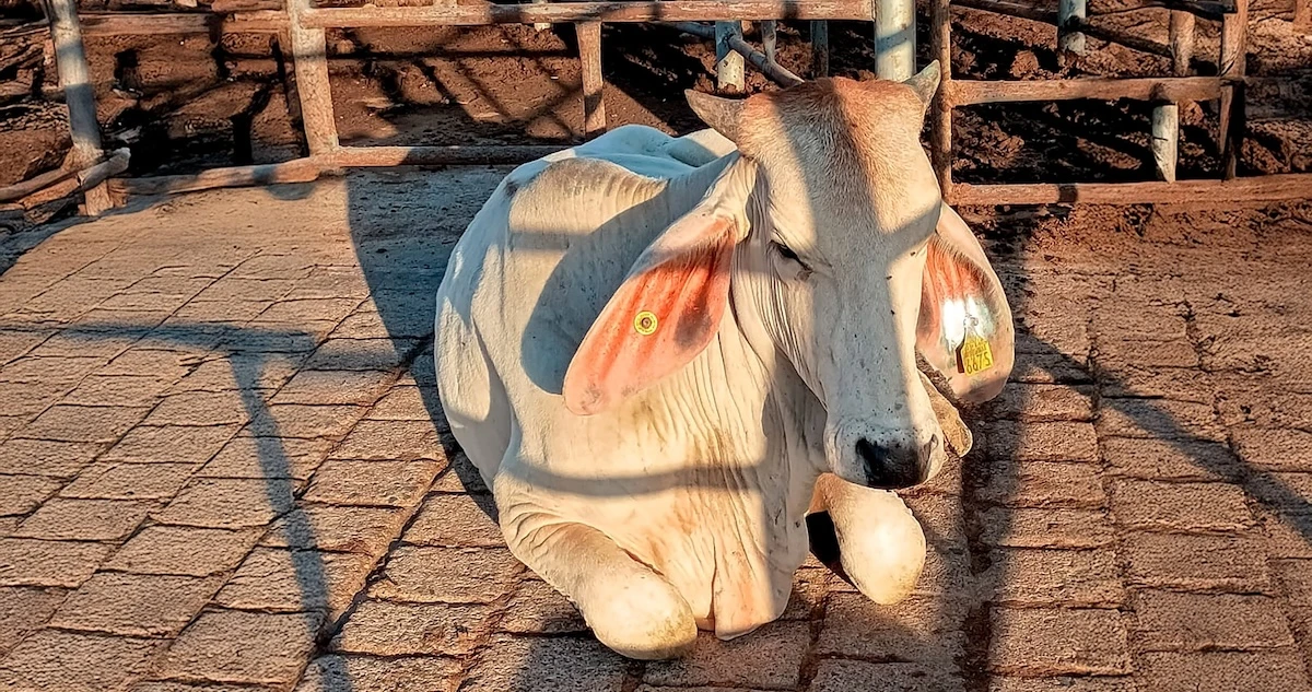 Agricultura detecta caso de gusano barrenador en Jalisco; ampliaría alerta a mascotas
