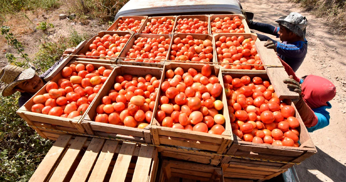 Trump castiga al tomate mexicano: tendrá arancel de 20.91% a partir de junio