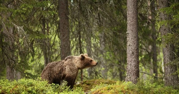 Niedźwiedź na terenie Pienińskiego Parku Narodowego