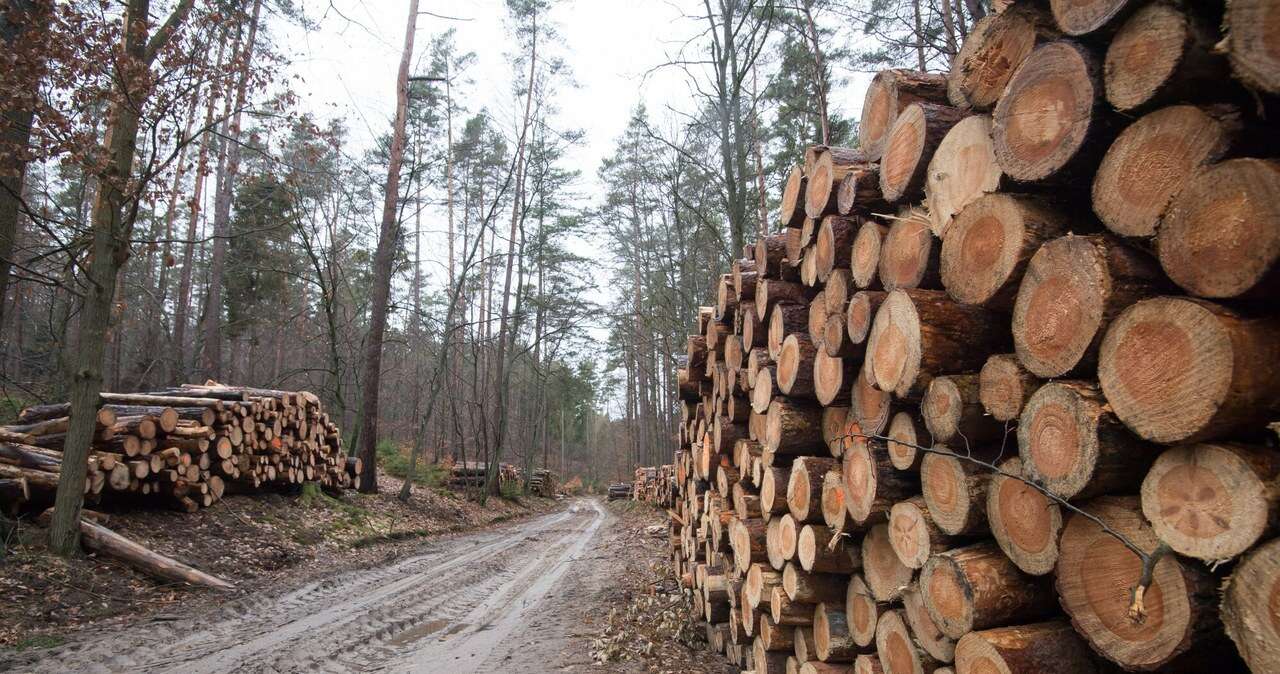 Leśnicy wypracowali niezły zysk. 