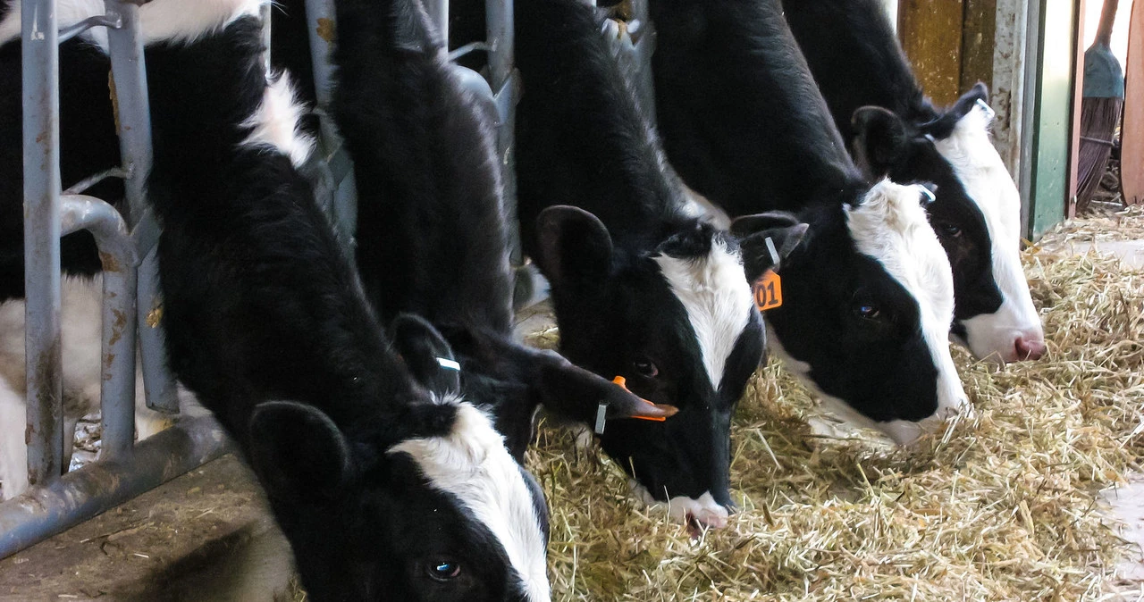 W Chorwacji wykryto ogniska wąglika. Kilkadziesiąt osób na obserwacji