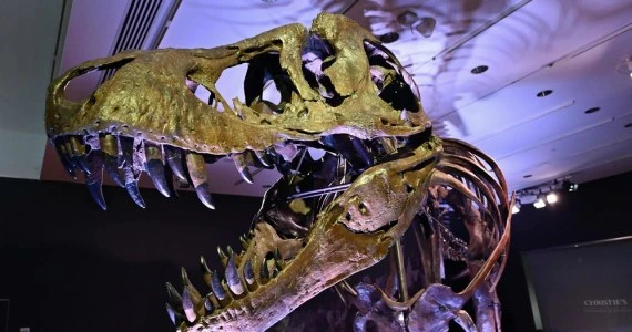 Aukcje: Szkielet tyranozaura sprzedany za rekordową sumę