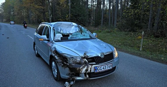 Uwaga na łosie. Może ich być więcej na drogach