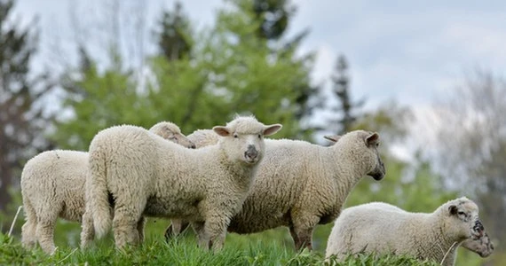 Pasterz zaraził się koronawirusem. Stadem owiec zajął się burmistrz