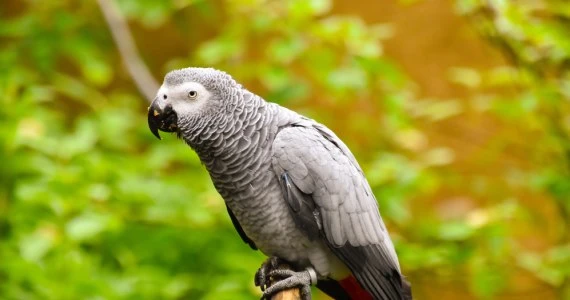 Zoo w Anglii ma problem. Stado papug nauczyło się kląć