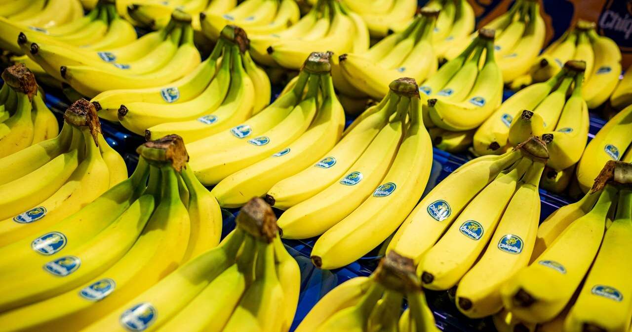 Znany na całym świecie producent bananów zaskakuje. Nowy gatunek ma być odporny na choroby