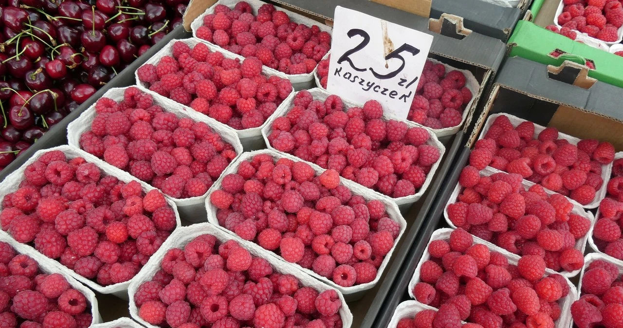 Polska liderem produkcji malin w UE. Do końca różowo jednak nie jest