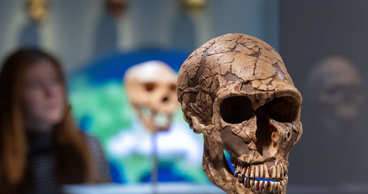 Lewant kolebką pochówków. Wspólne tradycje Homo sapiens i neandertalczyka