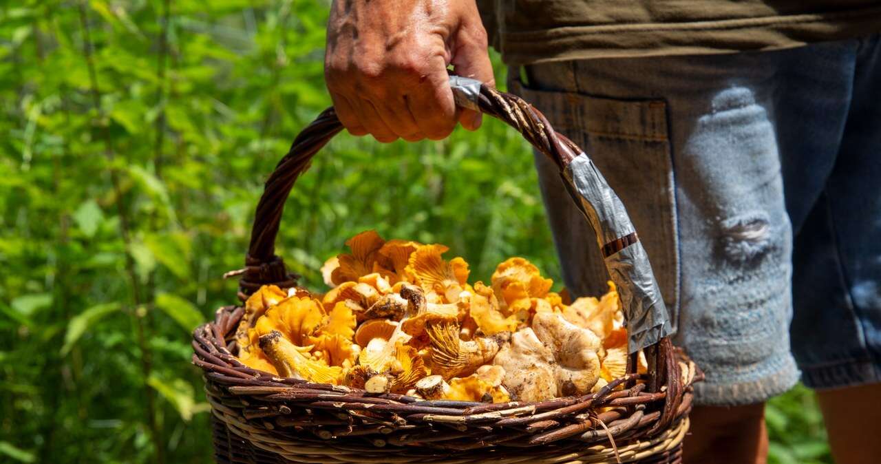 Sezon grzybowy już się rozpoczął. Jakie są ceny kurek, borowików i podgrzybków?