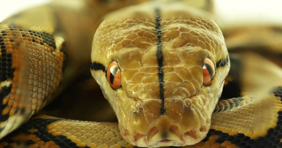 ​USA: Samica pytona złożyła jaja bez 