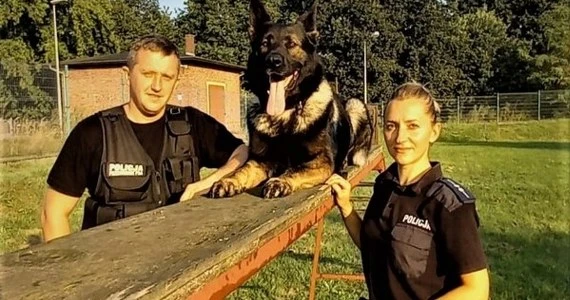 Pies wytropił sprawcę kolizji drogowej