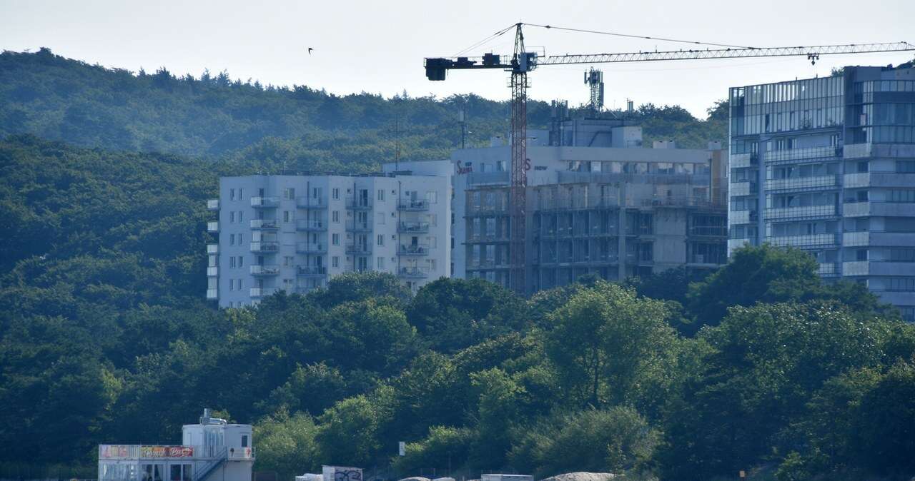 Kolos rośnie nad Bałtykiem przy samej plaży. 