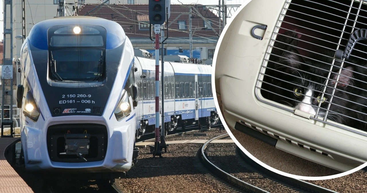 Koty i psy coraz częściej podróżują pociągami. Wzrost o 100 tys. w ciągu roku