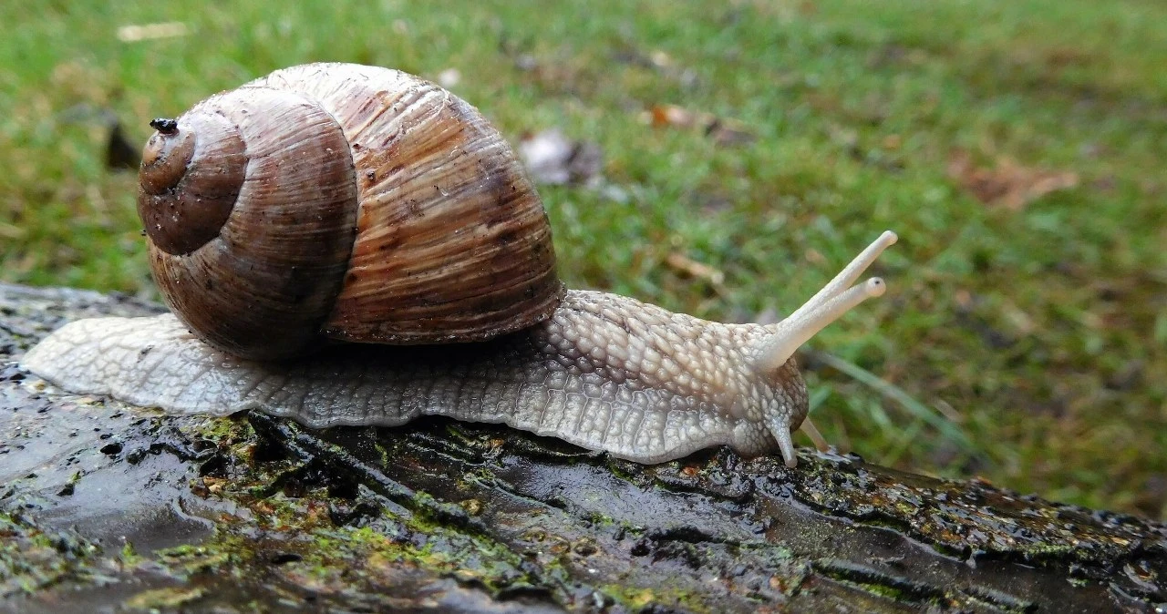Sezon na winniczki już ruszył, znamy tegoroczne stawki. Zbieraczy obowiązują ścisłe normy