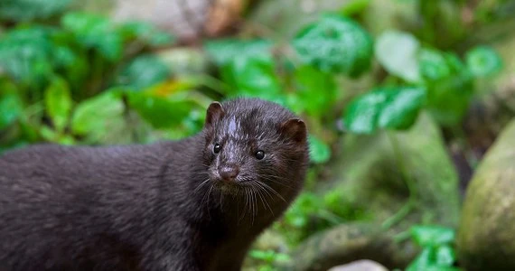 Dania: Rozpoczęto uśmiercanie co najmniej 2,5 mln norek
