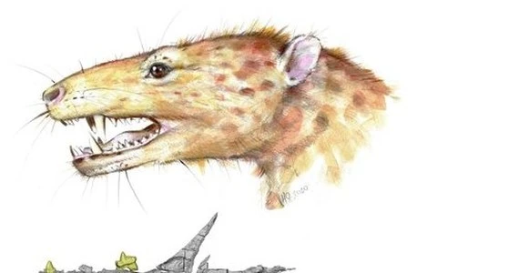 Sukces polskich paleontologów. Odkryli najstarszy dwukorzeniowy ząb prassaka na świecie