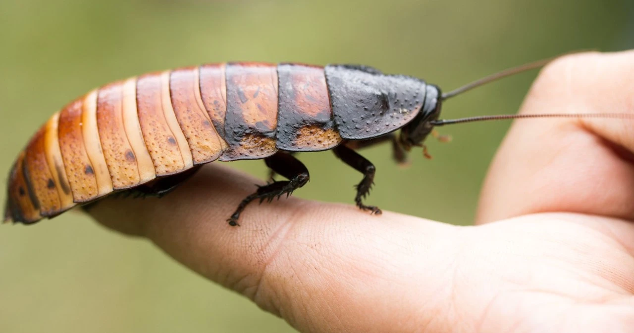 Komputer na plecy i do dzieła! Roje karaluchów-cyborgów ruszają na pomoc