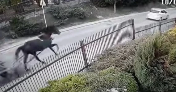 Spłoszony koń na Zakopiance