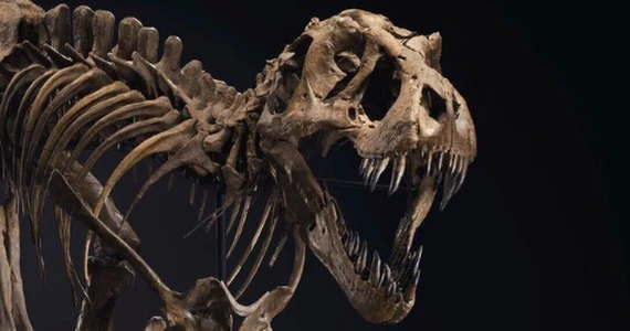 Tyranozaur Stan: Gigantyczny szkielet wystawiony na sprzedaż