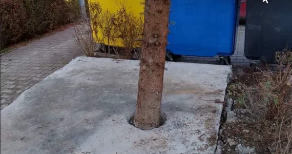 Kraków: Zabetonowano drzewo. 