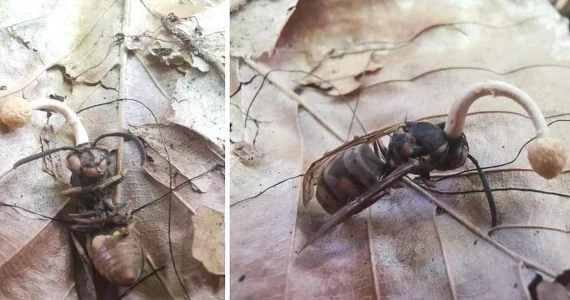 Grzyb, który zamienia ofiary w 