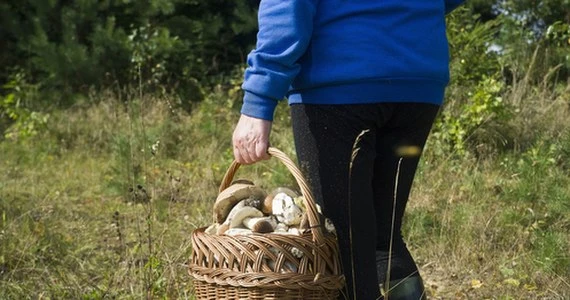 87-latka wybrała się sama na grzyby. Utknęła w bagnie