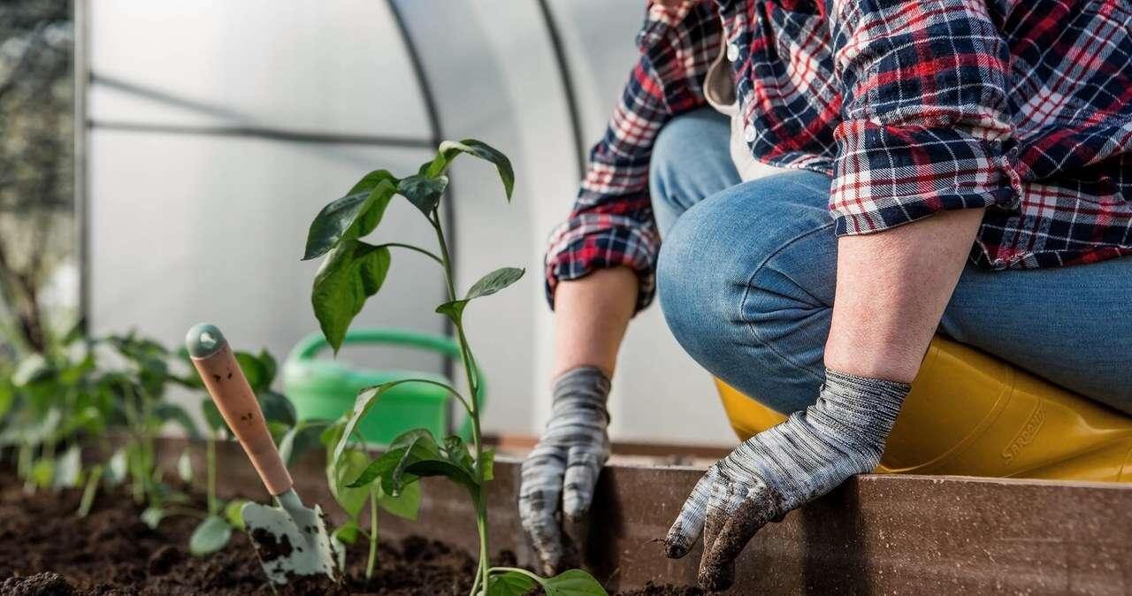 Płacą 670 zł za dzień pracy. Szukają chętnych bez kwalifikacji