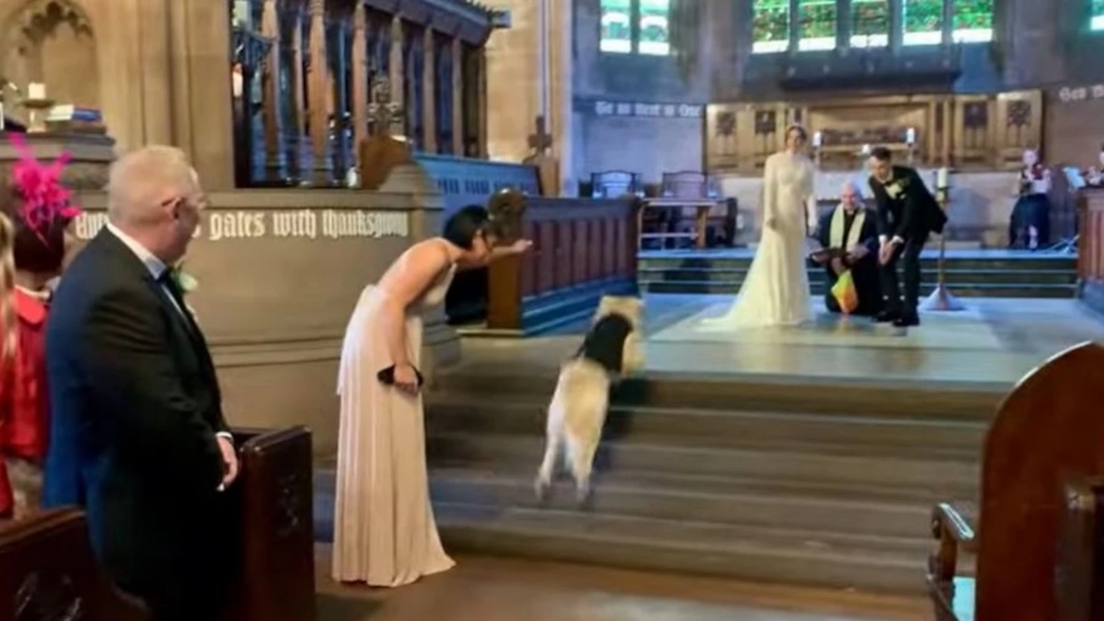 Golden retriever steals the show as wedding ring bearerWedding guests cheered on the dog as he made his way down the aisle.4/26/2024 11:42:35 EDT