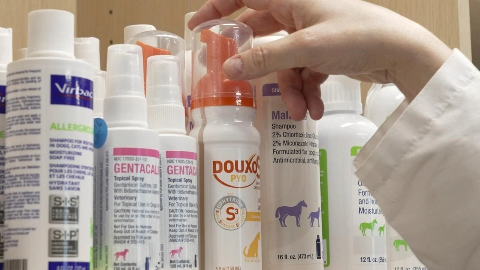 Dogs and cats can also suffer from allergies, but there are ways to help our furry friendsAllergies are a common and tricky problem in dogs and catsMay 29, 2025