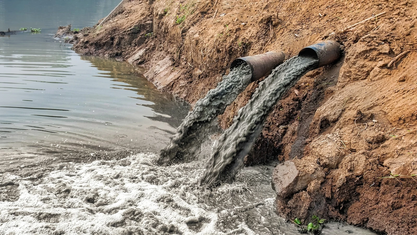 Synthetic chemicals are widespread in marine ecosystems, study finds