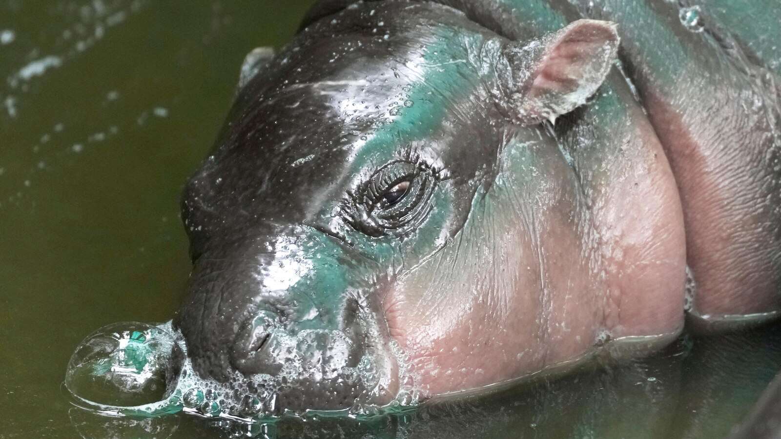 Thailand's baby pygmy hippo Moo Deng has an official song released in 4 languages