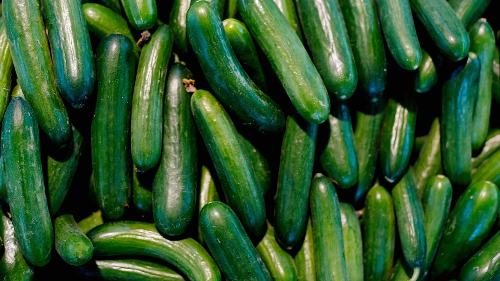 Health officials warn of salmonella outbreak linked to cucumbersA total of 26 people across 15 states have been sickened in the outbreak.1 hour ago