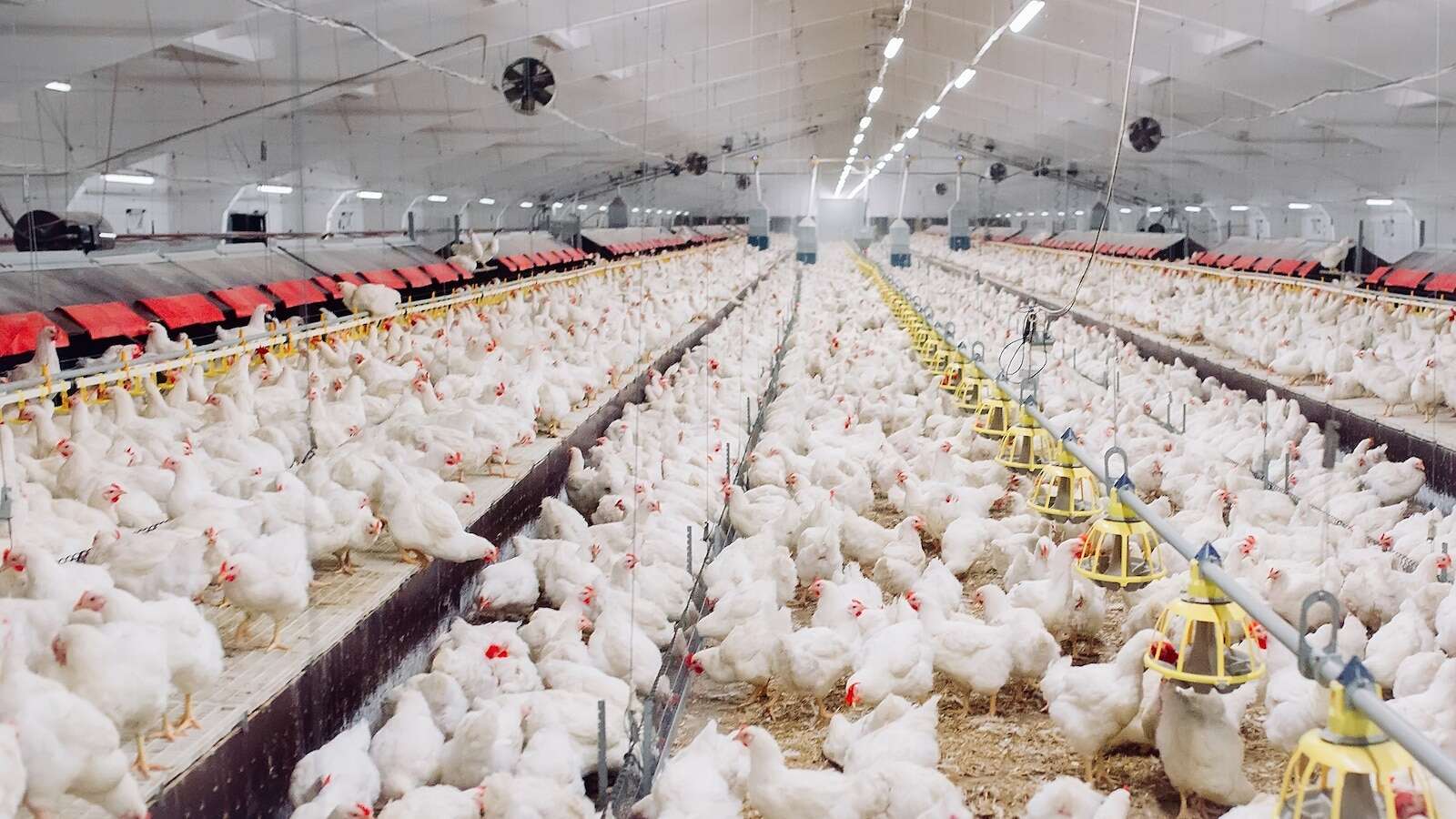 STOCK PHOTO/Adobe StockEgg prices may increase up to 20% as top farm tests positive for bird flu: USDAThe second-largest egg producer in the U.S. reported an outbreak on Tuesday.2 minutes ago