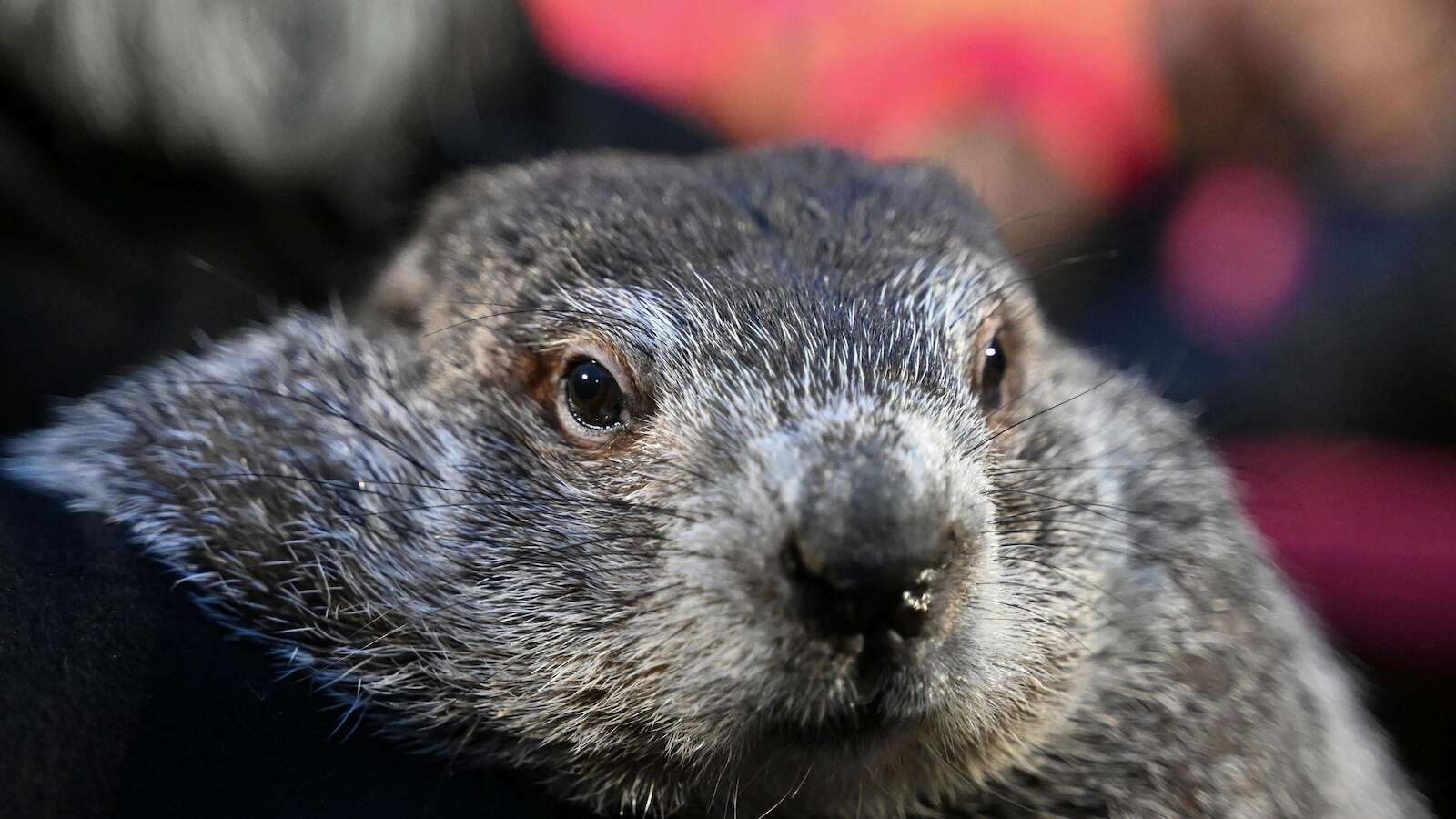 Punxsutawney Phil to emerge with his annual prediction about the end of winter