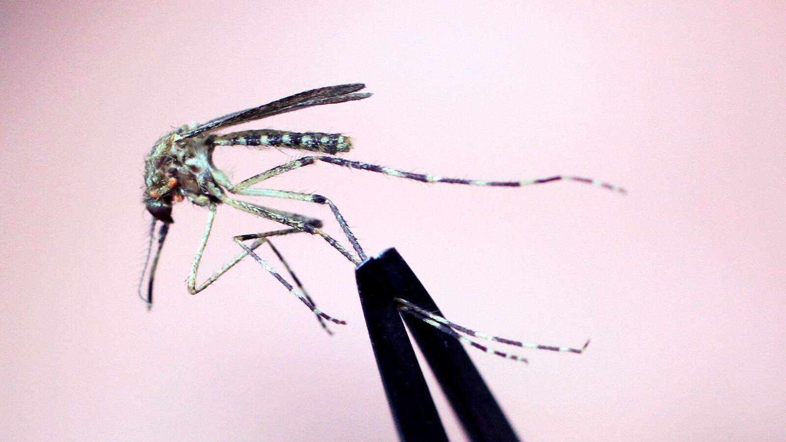 Rare but deadly mosquito disease has New England hotspots warning against going out at night