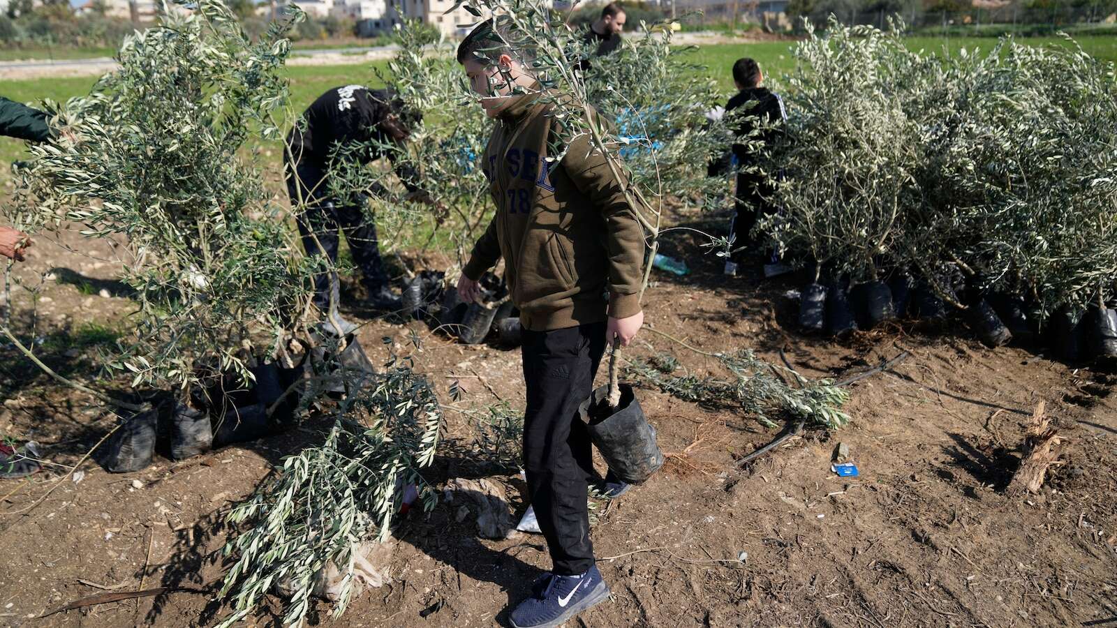 Palestinians dedicate West Bank olive grove to Jimmy Carter