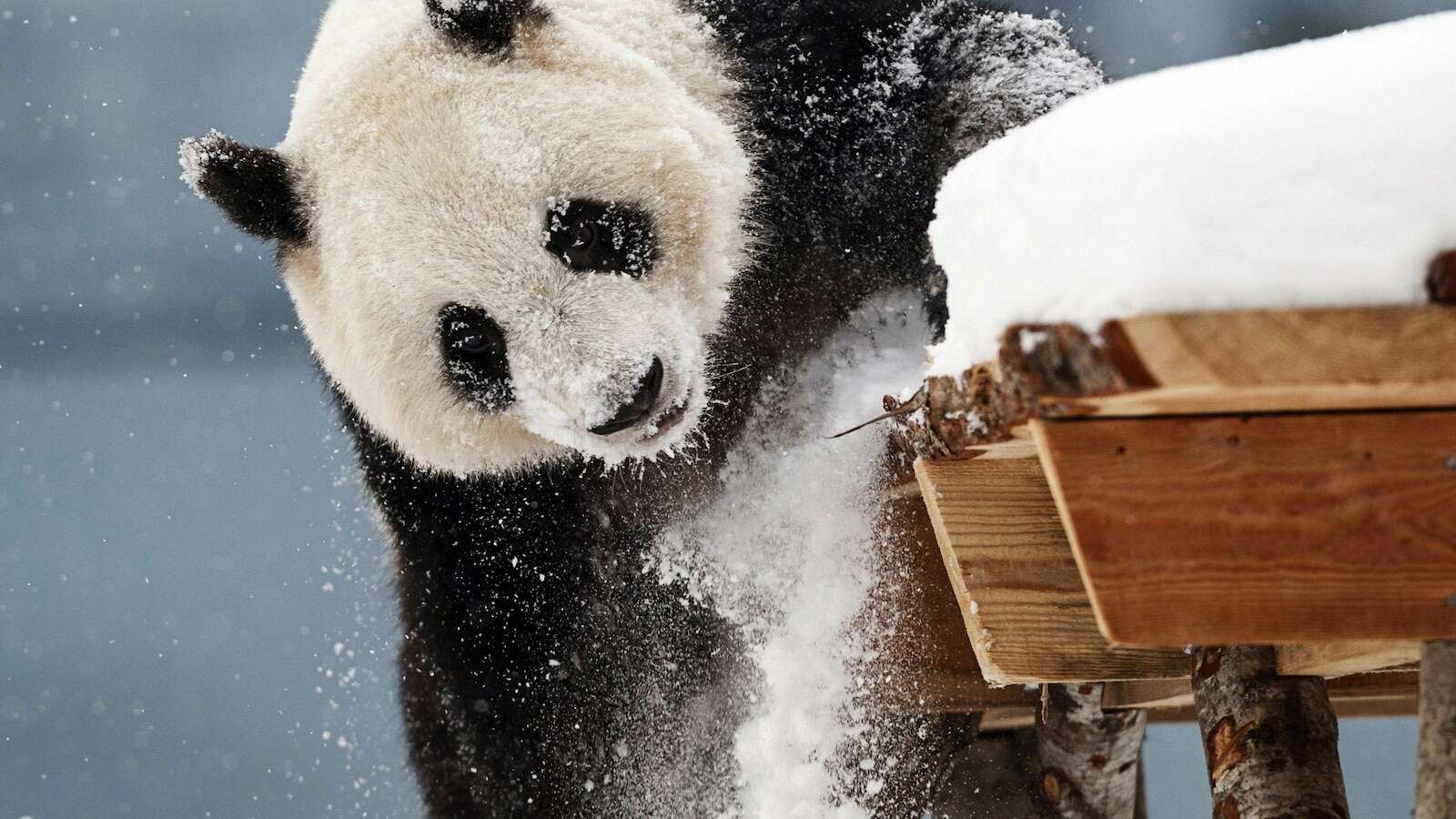 A zoo in Finland with financial woes is returning giant pandas to China