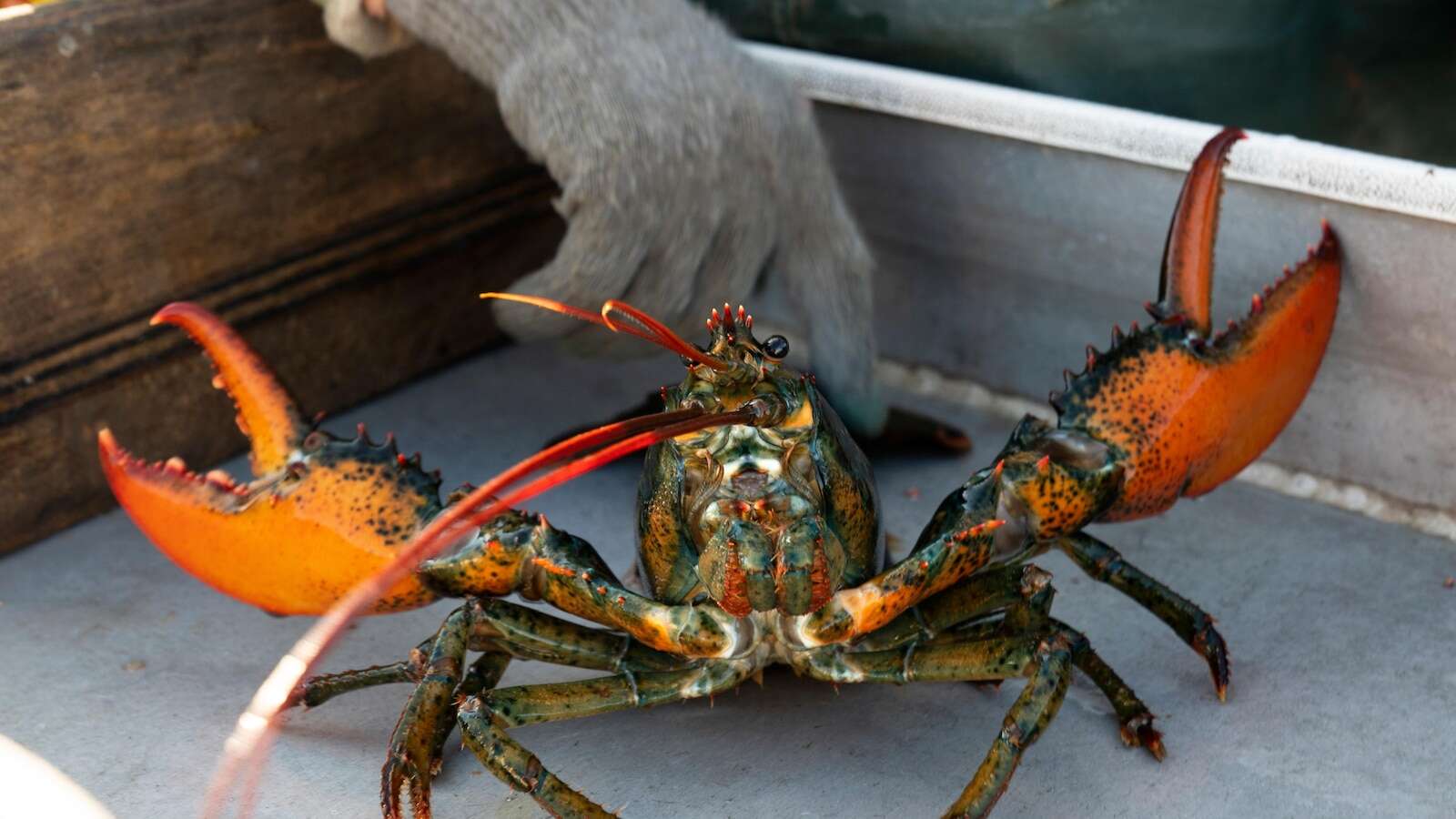 US lobster catch drops as crustaceans migrate to colder Canadian waters