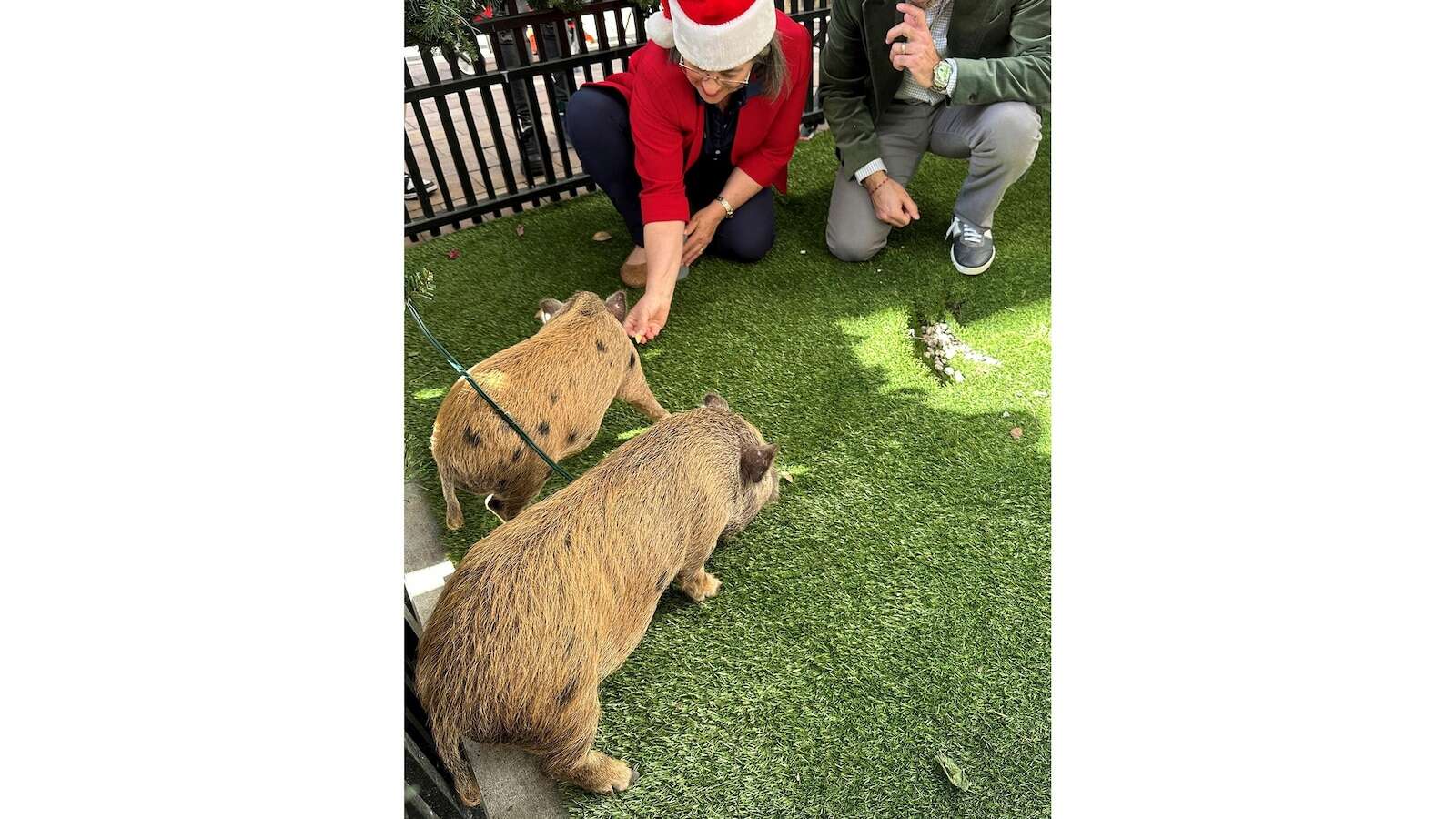 Baby pigs get Christmas pardon from Florida mayor in a Cuban twist on White House turkey traditionTwo little piggies will not become Christmas Eve roast pork thanks to a holiday pardon they received from a Florida mayor12/20/2024 05:57:50 EST