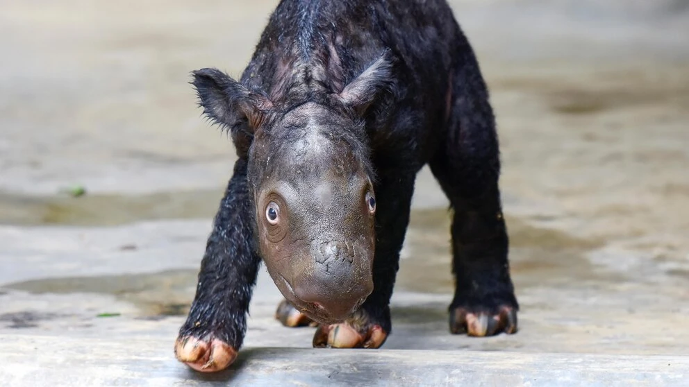 A critically endangered Sumatran rhino named Delilah successfully gives birth in Indonesia
